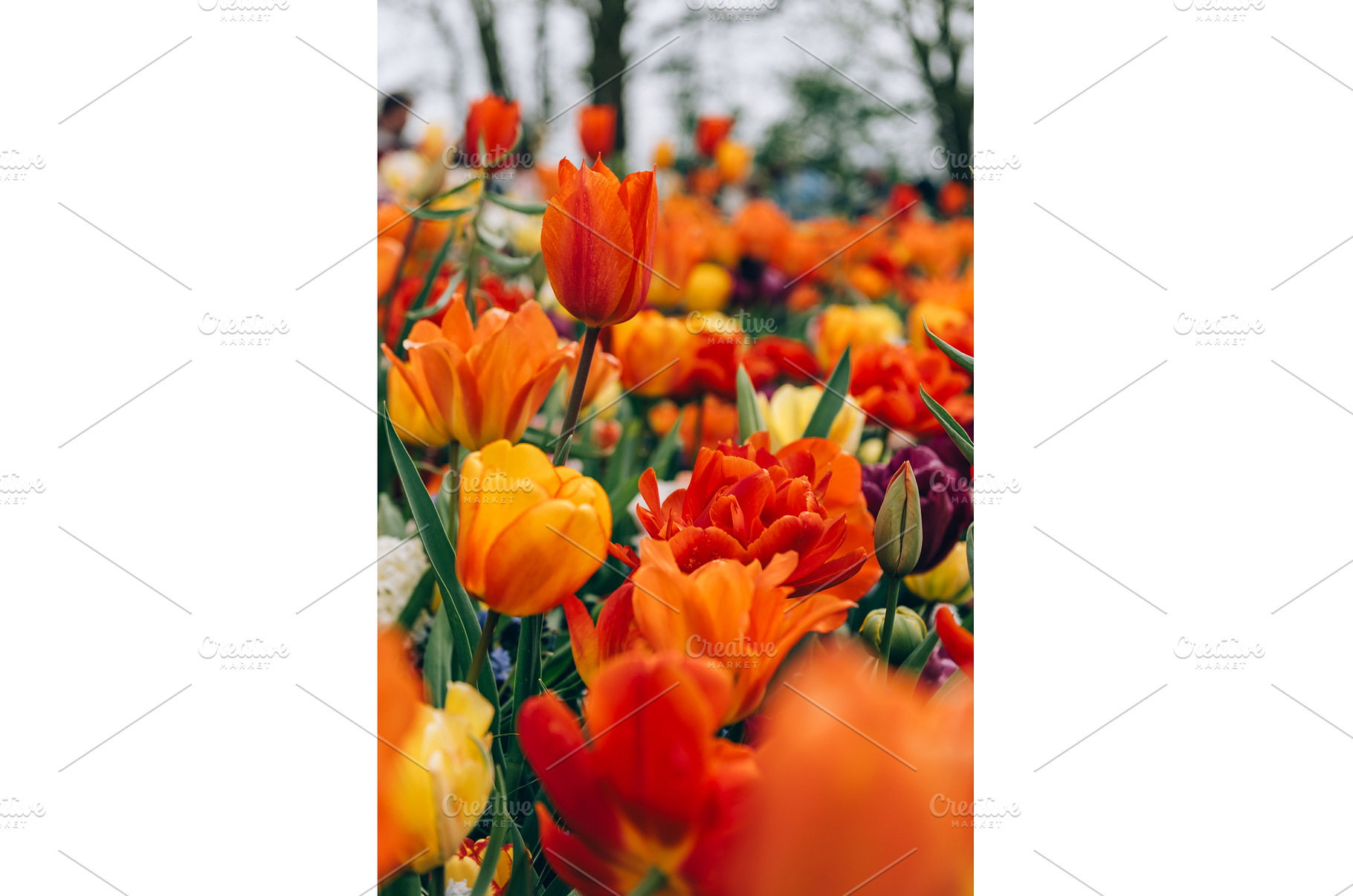 Flower gardens in the Netherlands, a Nature Photo by MAnuta