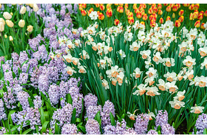 White narcissuses at the keukenhof spring garden the netherlands stock photo, a Nature Photo by Leonid Andronov