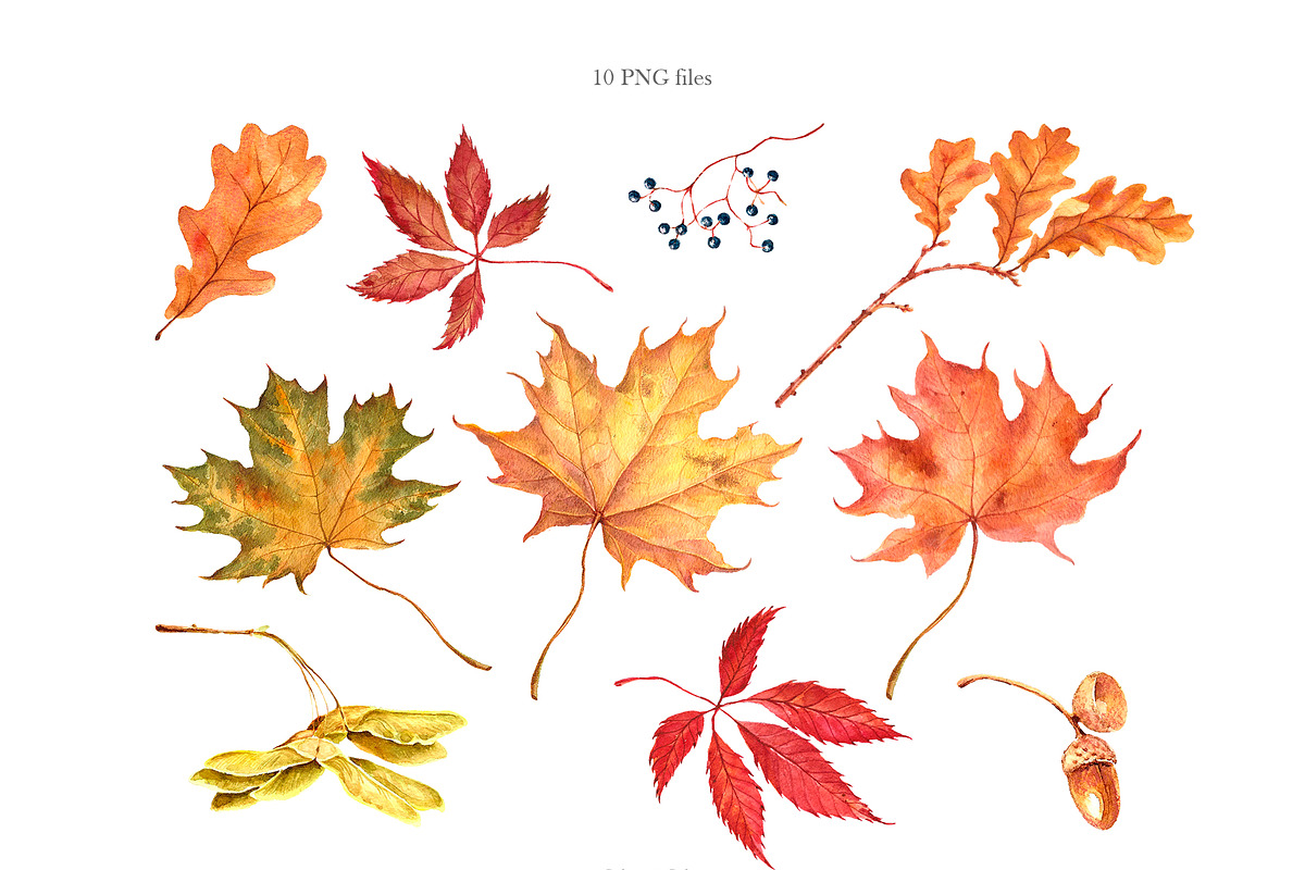 Watercolor fall leaves, an Illustration by DigitalDream (Photo 1 of 5)
