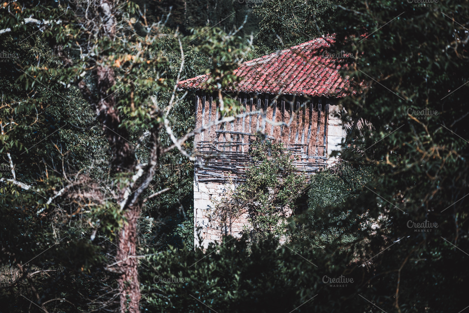 Old Asturian horreo in forest, an Architecture Photo by SkyNext