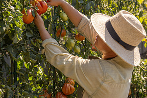 Farmer in a straw hat picking mature tomatoes, a Photo by Grafvision photography