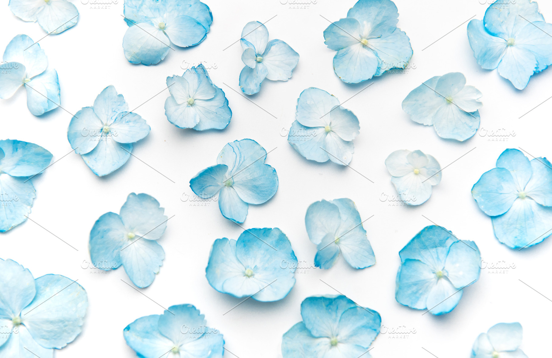 Blue hydrangea petals scatter on white background, a Nature Photo by Olena Rudo