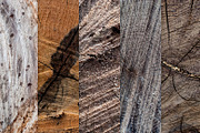 14 Tree & Wood Ring Textures, a Nature Photo by WeGraphics (Thumbnail 5 of 6)