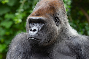 The gorilla is a huge primate., a Photo by Pictures for you!!!!!!!!!