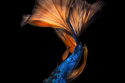 Siamese fighting fish featuring abstract, action, and animal, an Animal Photo by Panomfolio