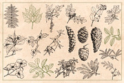 100 Vintage Leaves & Branches 2, an Illustration by Brigantine Designs (Thumbnail 7 of 8)