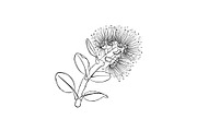 Plants of New Zealand Vector Set, an Illustration by Anna Repp Illustration (Thumbnail 4 of 5)