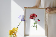 Poppy love watercolor, an Illustration by 7nov.studio (Thumbnail 7 of 7)