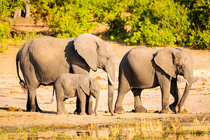 Elephant Herd At Rivers Edge, an Animal Photo by THP Creative