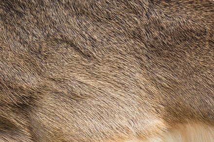 Cow skin featuring abstract, africa, and animal, an Abstract Photo by Mybnassphoto