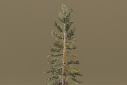 The Scots Pine Tree, a Plants & Tree 3D Model by FuturePastCreatives (Thumbnail 7 of 8)