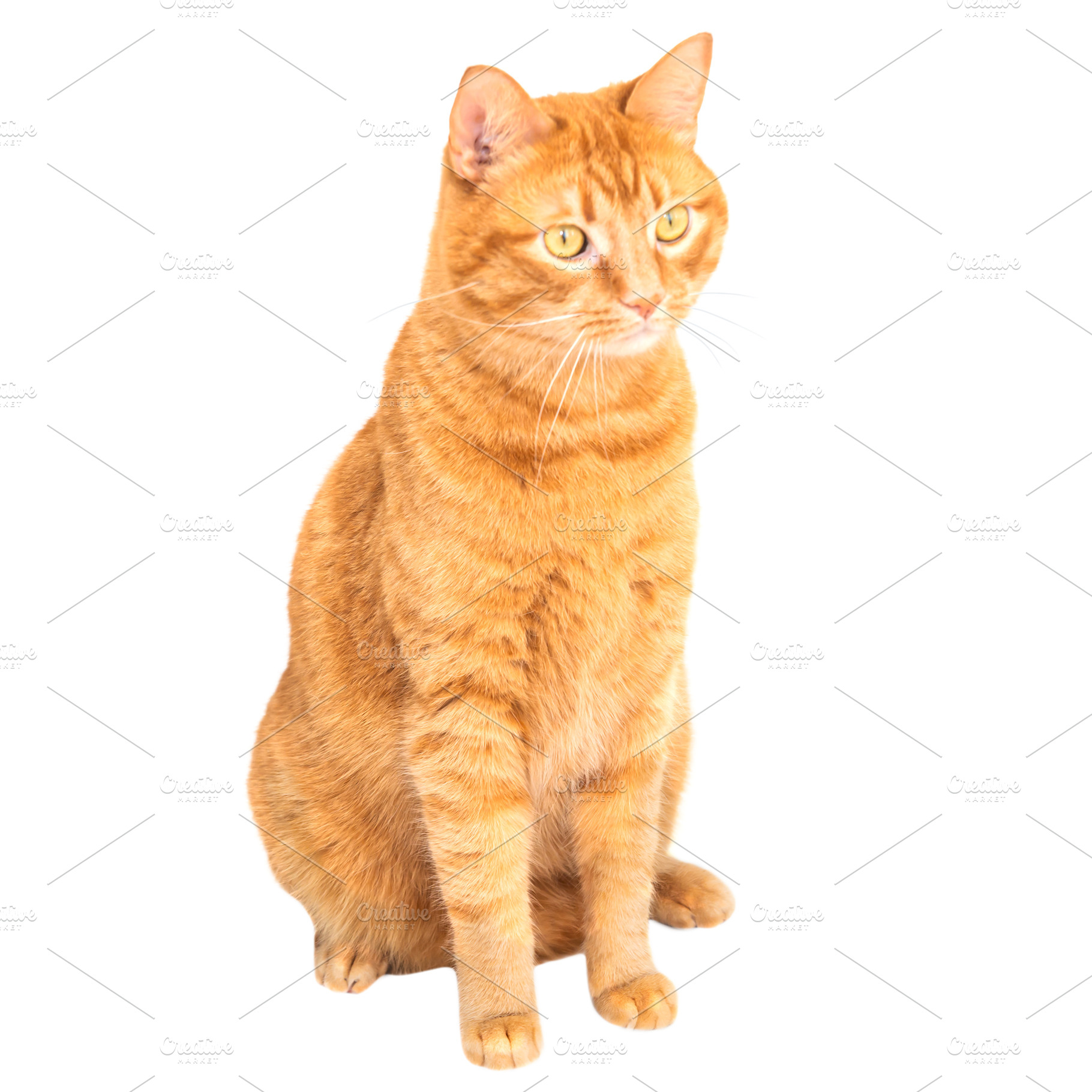 Red domestic cat, an Animal Photo by Vapi