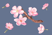 Watercolor cherry blossom, an Illustration by Color_Brush (Thumbnail 4 of 5)