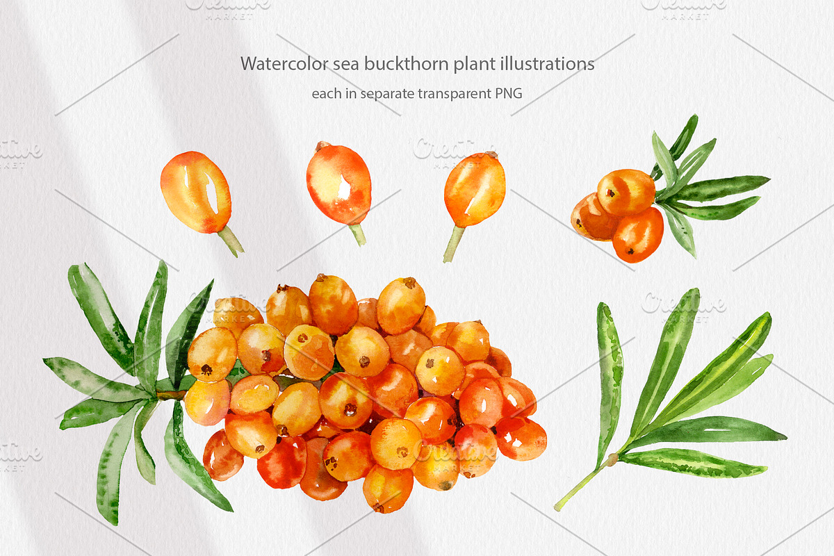Cosmetic Ingredients Watercolor set, a Healthcare Illustration by Volha Studio (Photo 13 of 19)