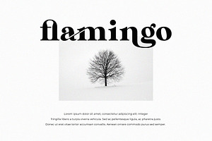 Rolland Ligature Serif Font Typeface