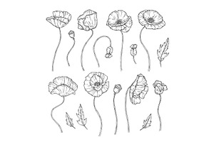 Poppy. Sketch poppies ornament decor, a Graphic by Valerie Bodnar