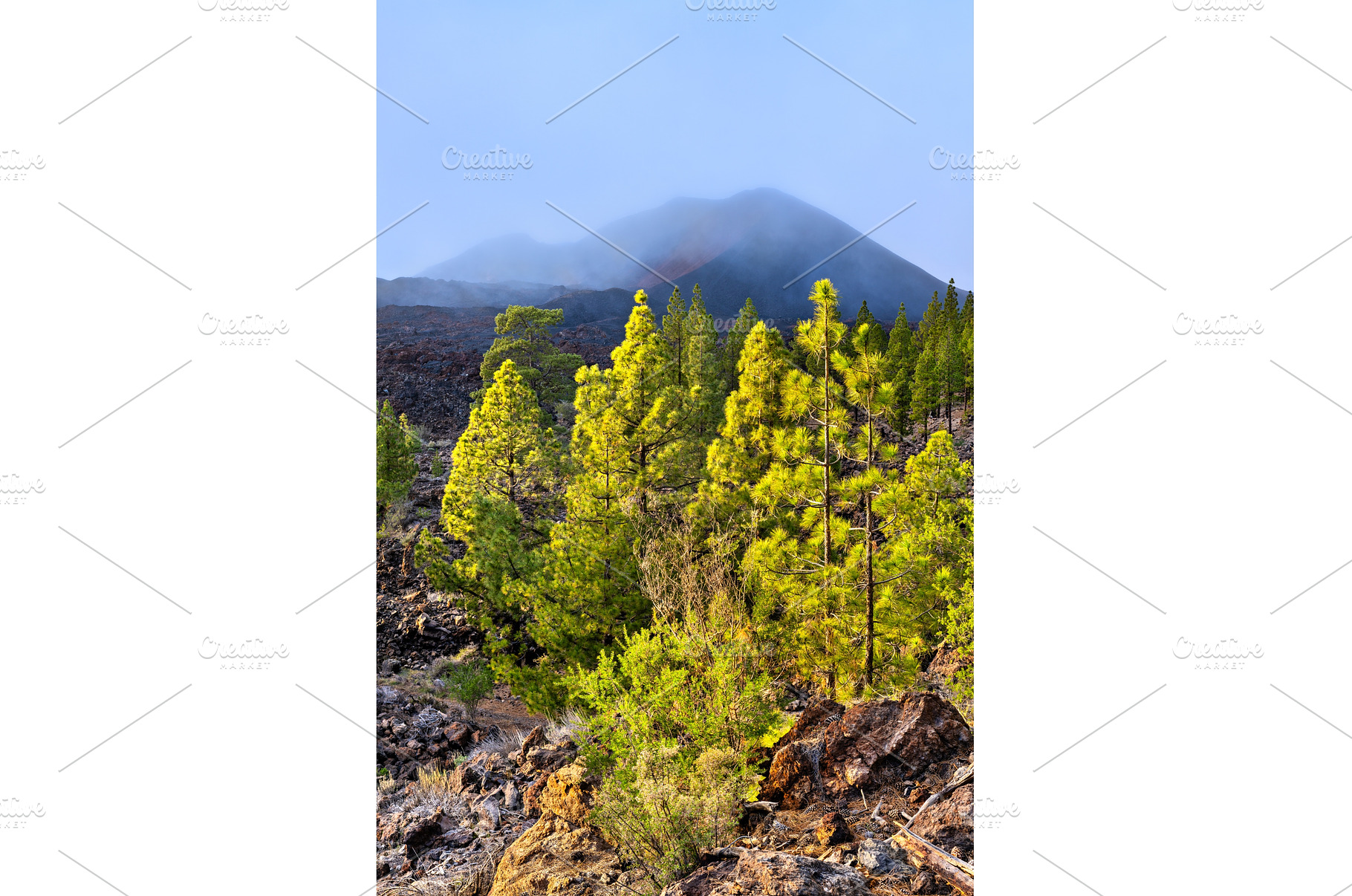 Volcanic landscape with pine trees, a Nature Photo by Leonid Andronov