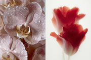 80 Floral Aesthetic Stock Images, a Background Photo by Digital Asset Co (Thumbnail 4 of 9)