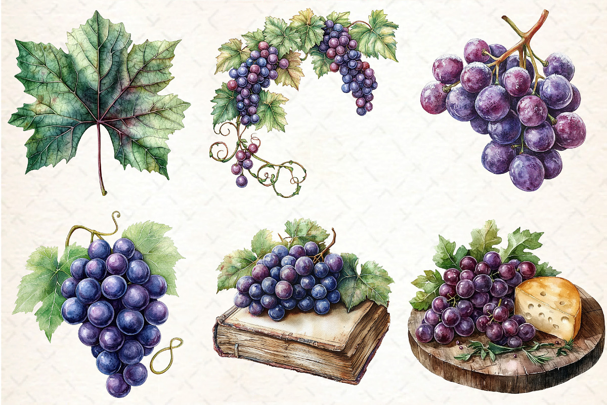 Watercolor Grape Clipart, an Illustration by DreamCafeArt (Photo 4 of 7)