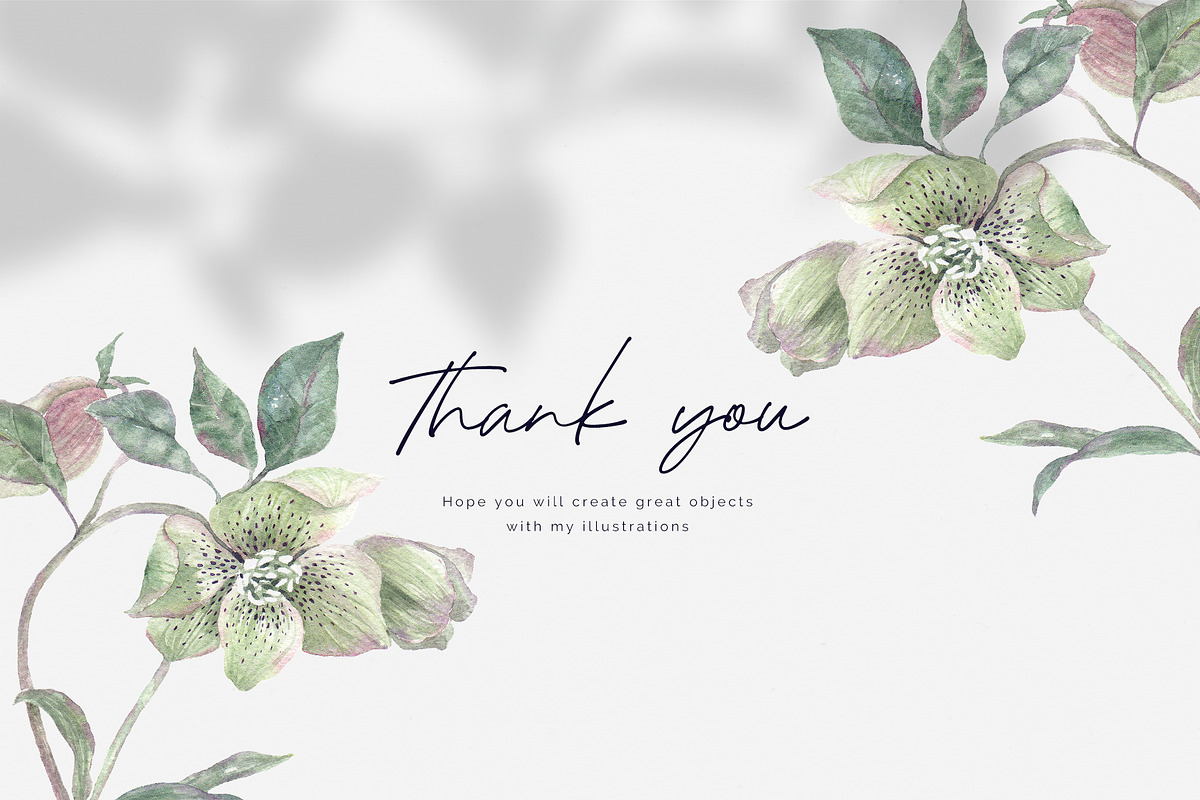 Hellebore. Pencil and watercolor, an Illustration by Tilling (Photo 6 of 6)