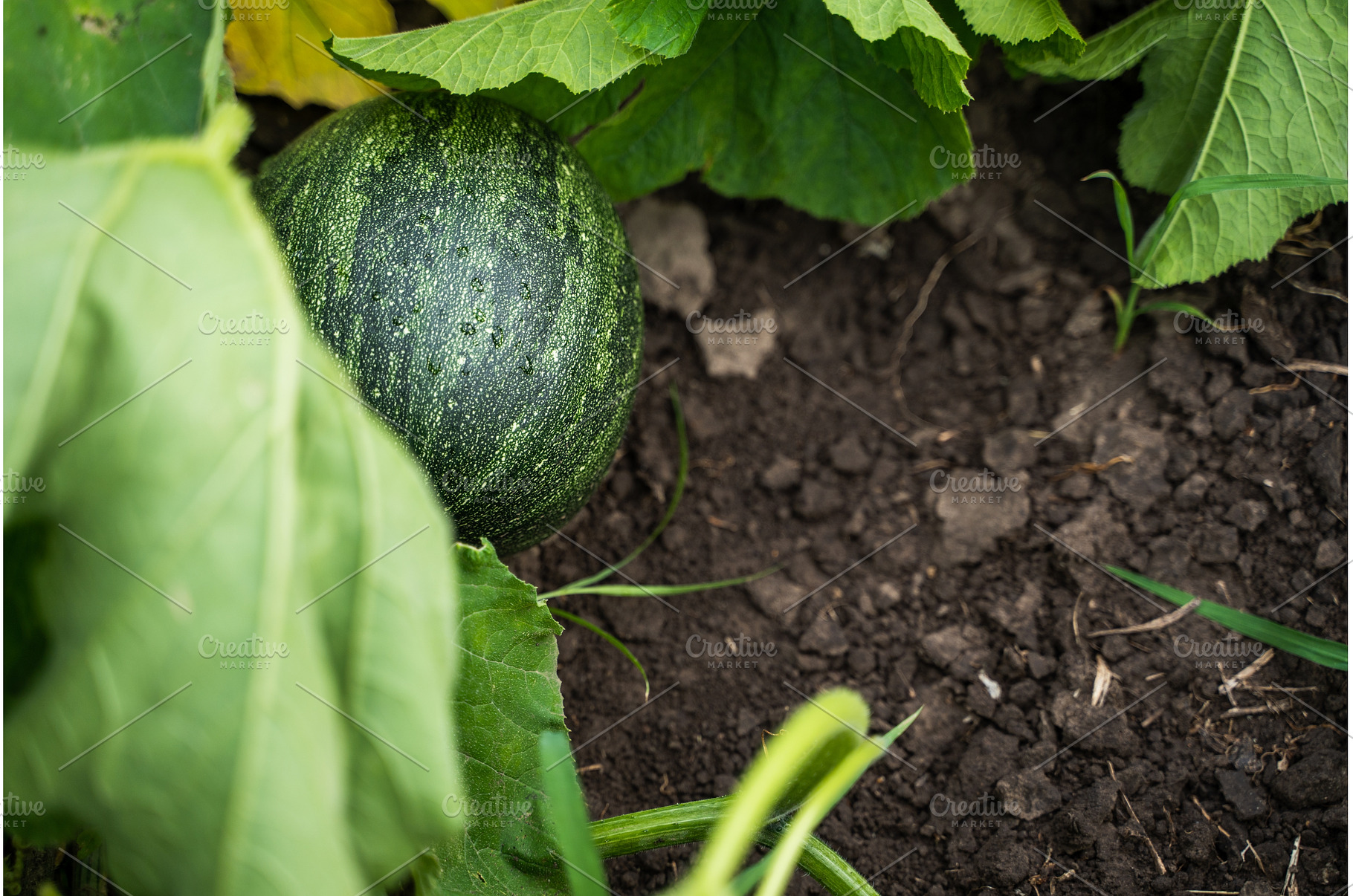 Green pumpkin growing in a garden, a Nature Photo by volodymyrshtun13795