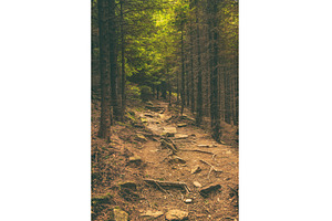 Dark moody forest, a Nature Photo by Nature and travel