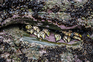 Barnacles attached to a rock on the, a Nature Photo by Perpis