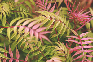 Pink Yellow Tropical Leaves Photo, a Nature Photo by René Jordaan Photography