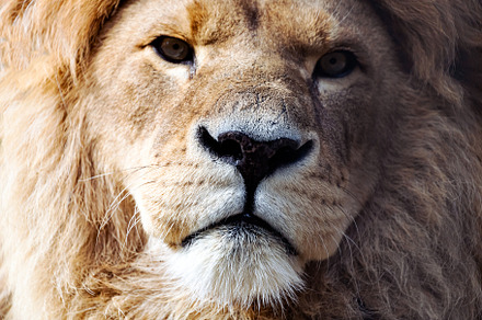 Lion, a Background Photo by Sova