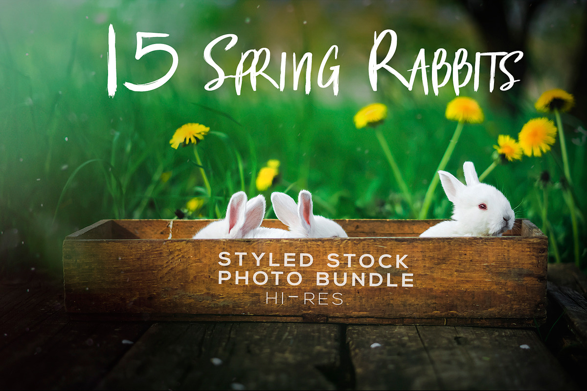 Spring Rabbits Stock Photo Bundle, a Social Media Template by Elijah (Photo 1 of 5)