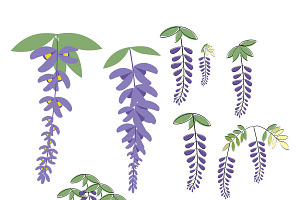 Wisteria flower illustrations set