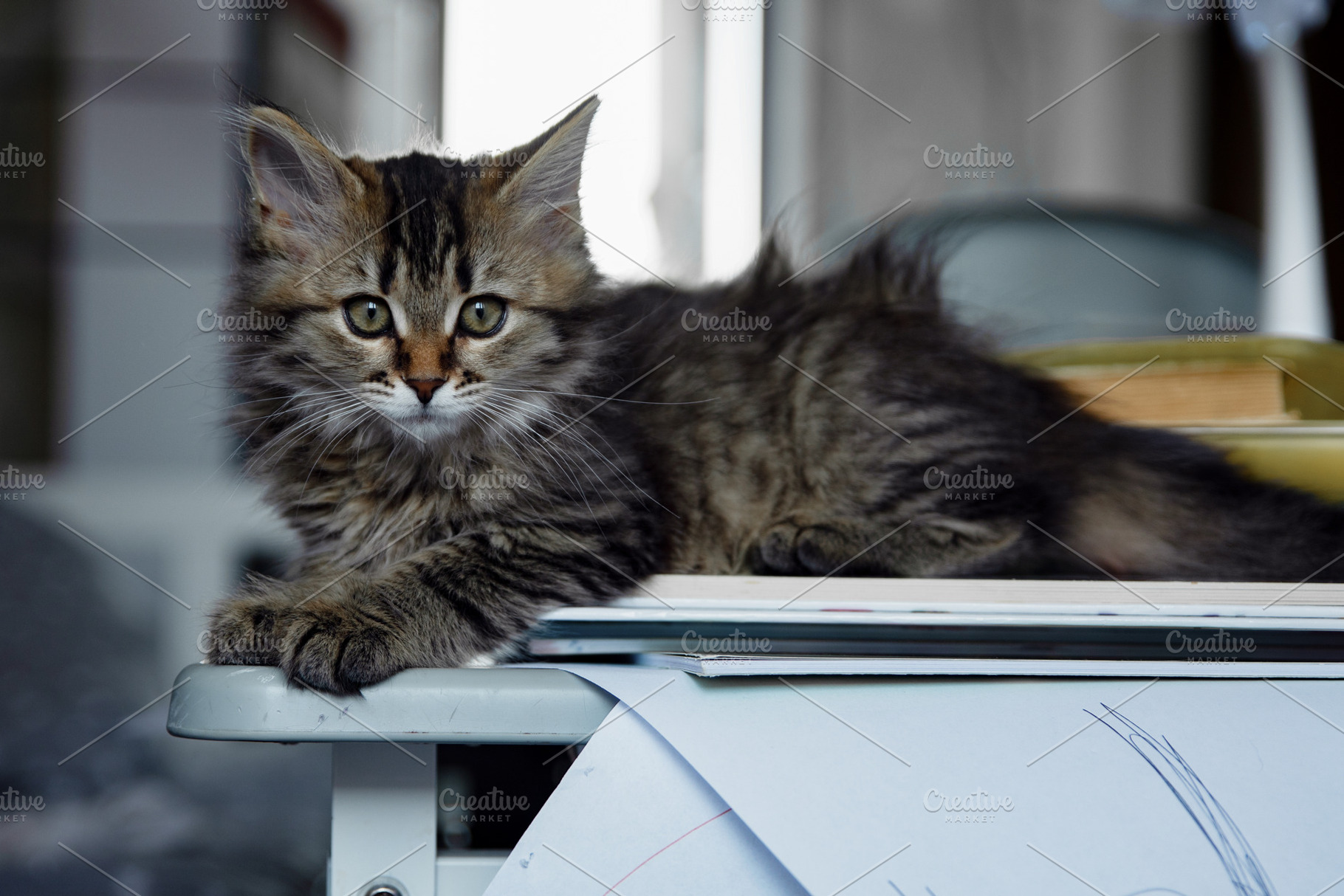 Adorable long-haired tabby kitten relaxing on a table indoors, captured in natu, an Animal Photo by Ales Munt