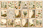 Vintage Botanical Junk Journal Pages, an Object Graphic by Anna Design Studio (Thumbnail 2 of 5)