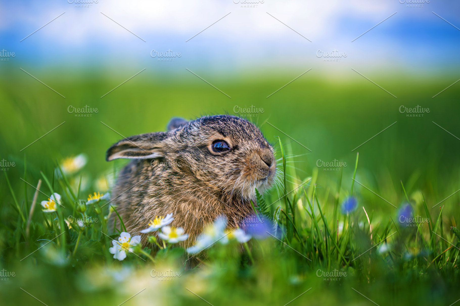 Small wild leveret resting in green meadow, an Animal Photo by Byrdyak