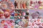 60 Aesthetic Seashells Stock Photos, a Nature Photo by Incomelion (Thumbnail 12 of 14)