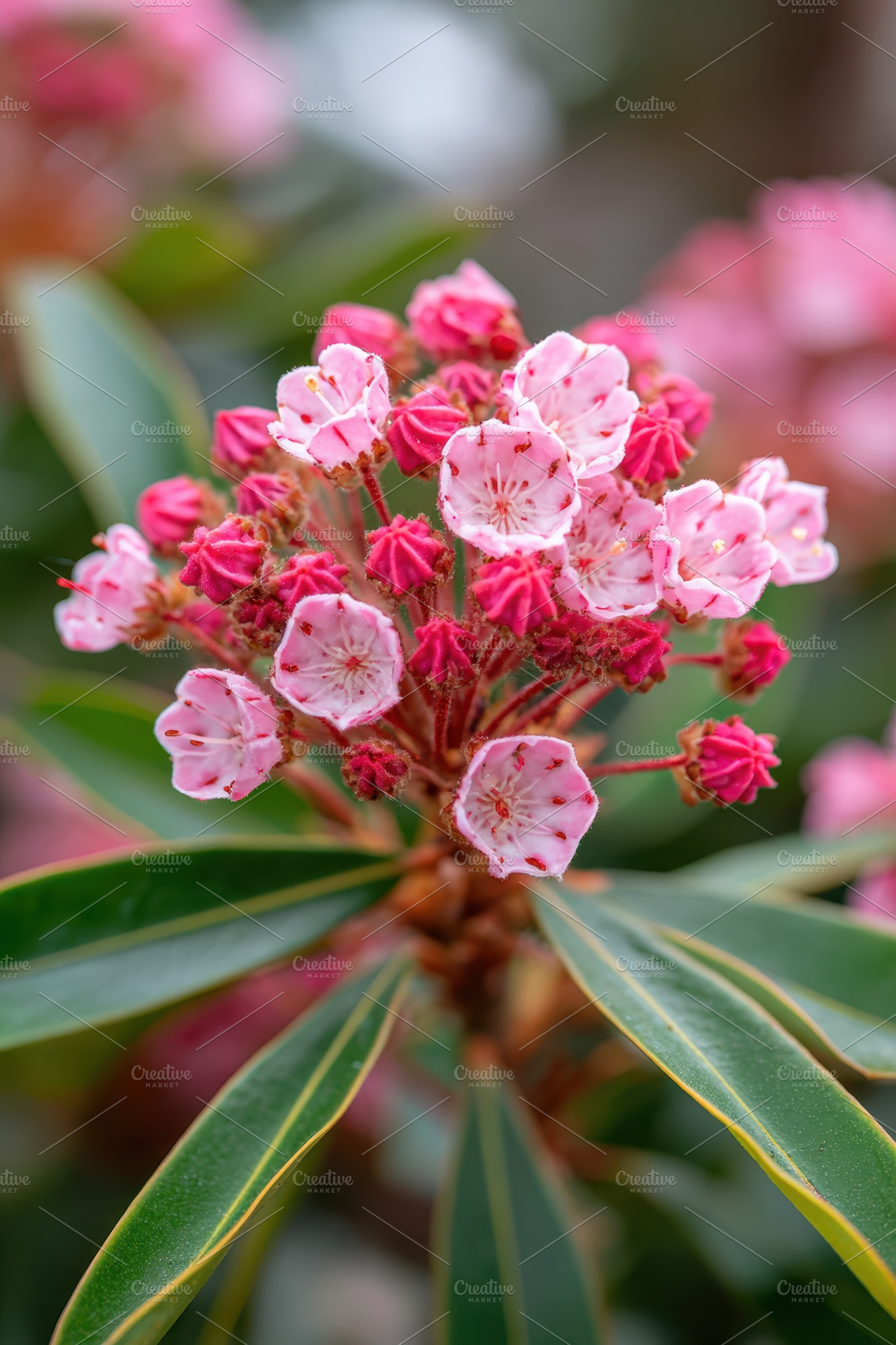 Close-up of pink flowering plant, a Nature Photo by AlyaAnd