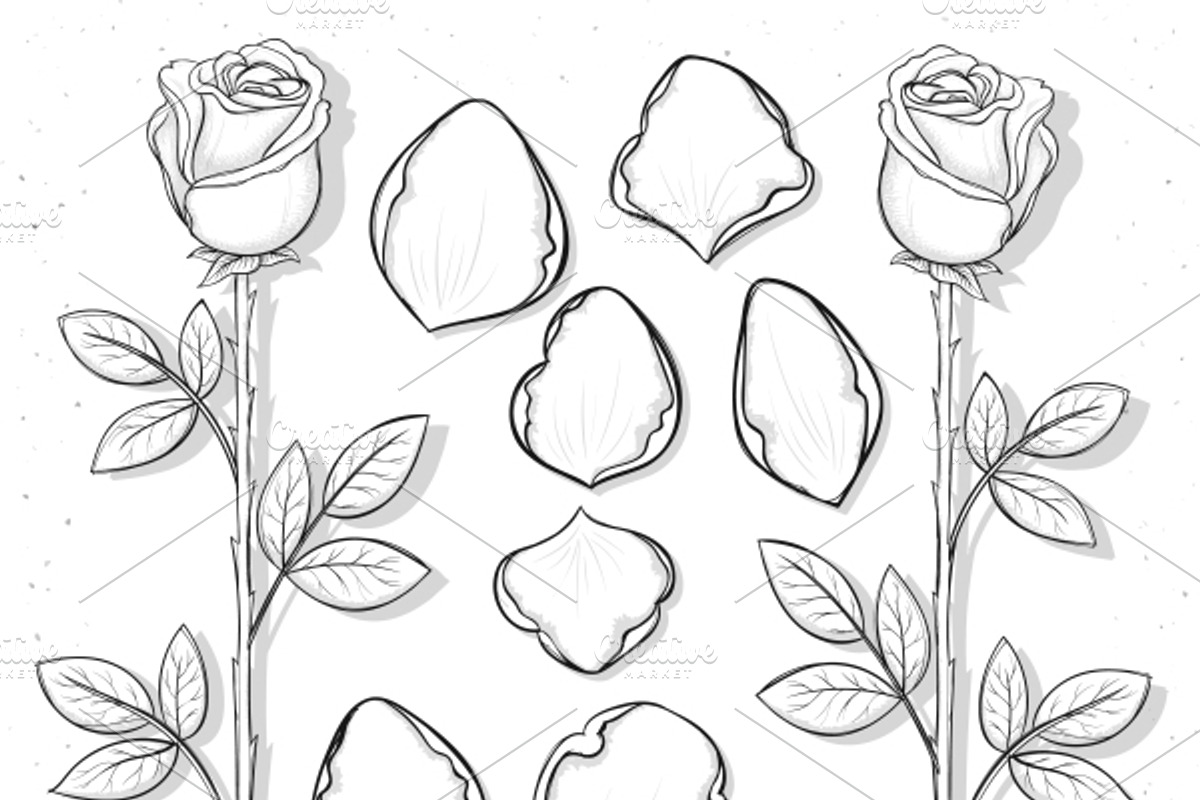 Set sketch rose and petals, an Object Graphic by Vectorist