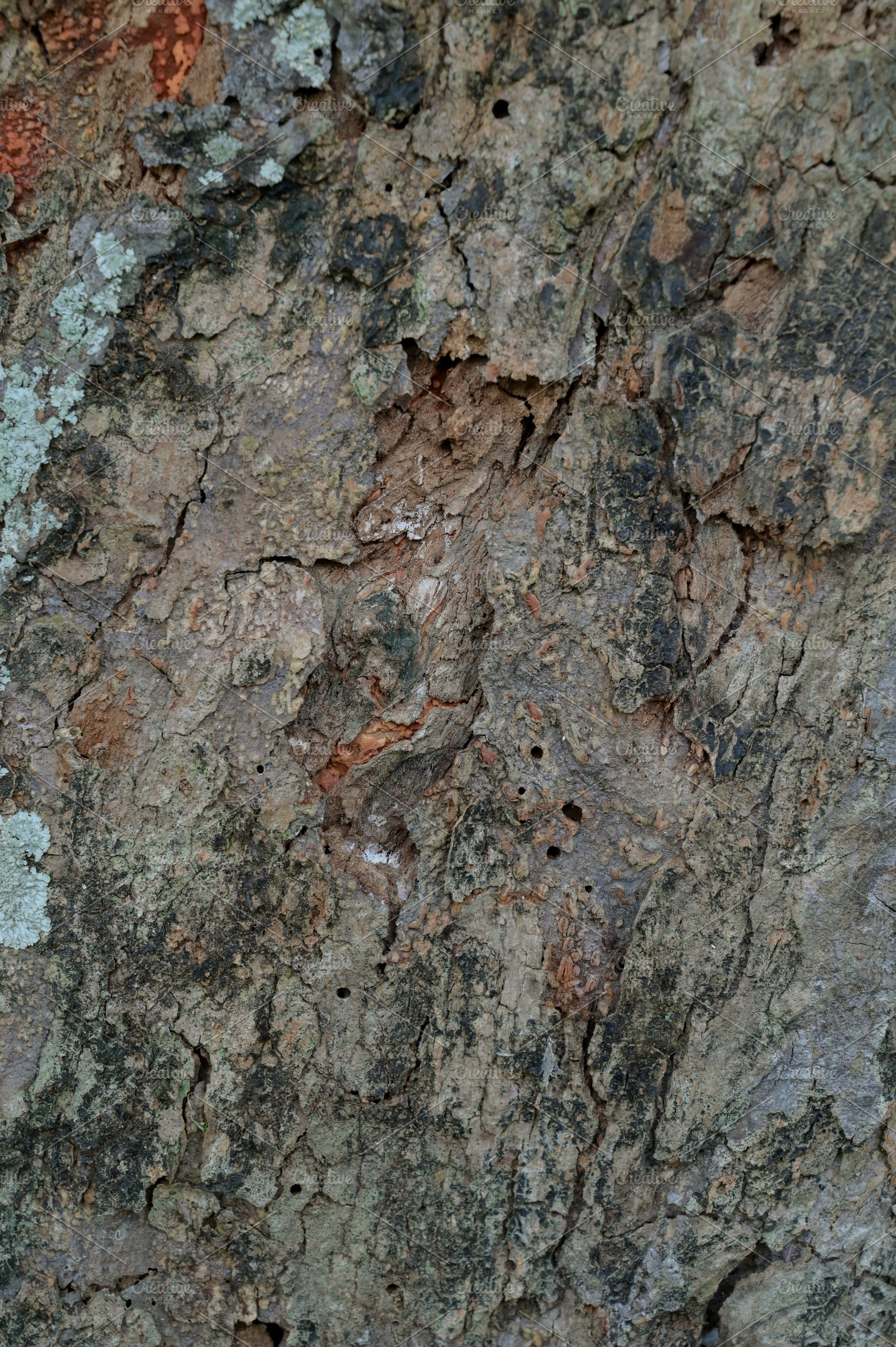 Close Up Texture of bark on a tree, an Abstract Photo by Riza Azhari