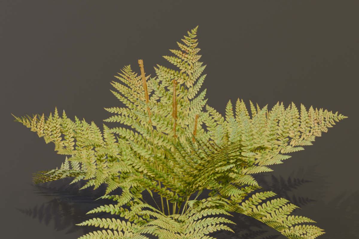 The Cinnamon Fern Bush, a Plants & Tree 3D Model by FuturePastCreatives (Photo 12 of 13)
