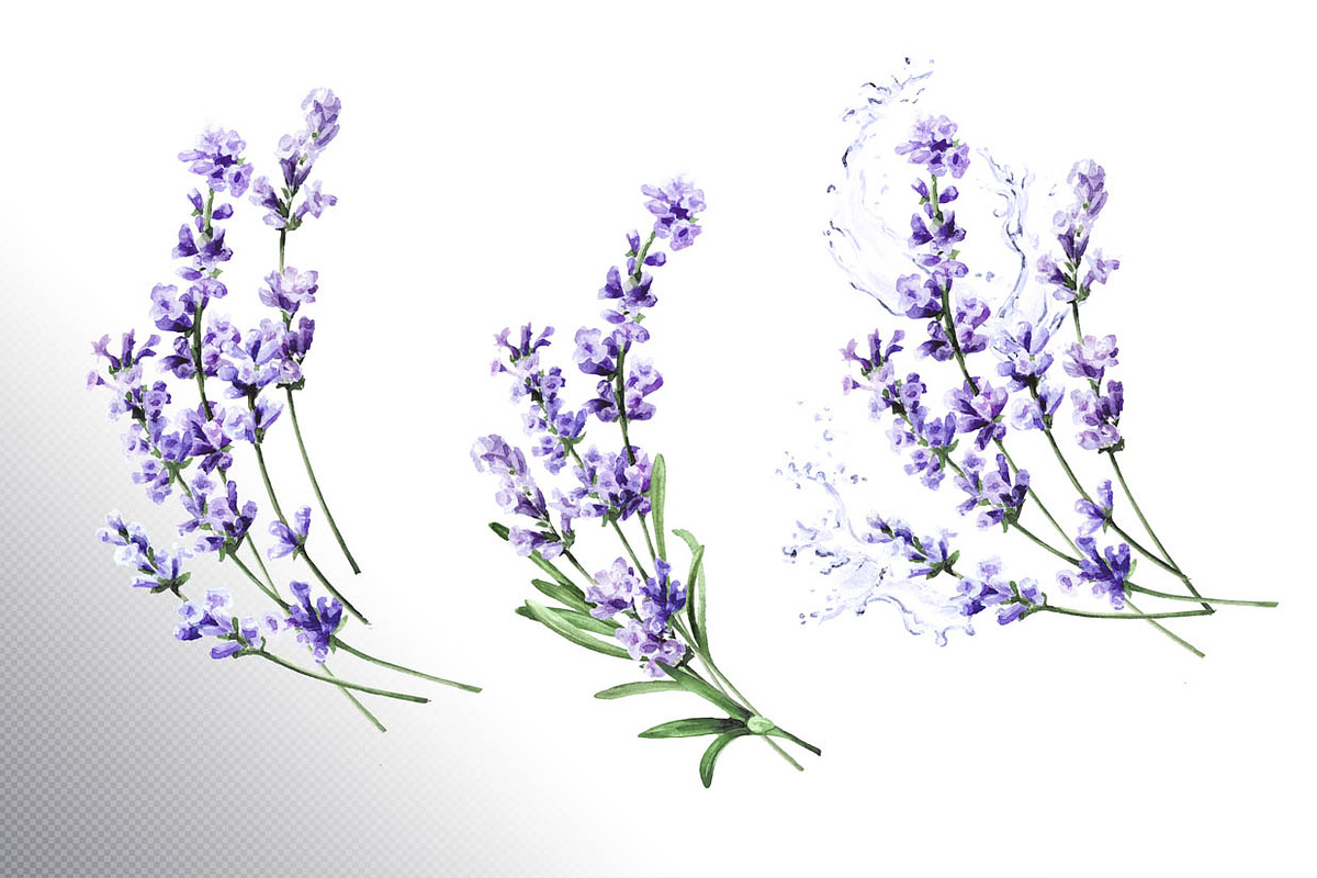 Lavender Mood, a Decorative Illustration by Daria Ustiugova (Photo 4 of 14)