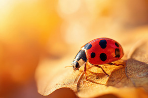 Close-up of a ladybug on a green leaf, an Animal Photo by AlyaAnd