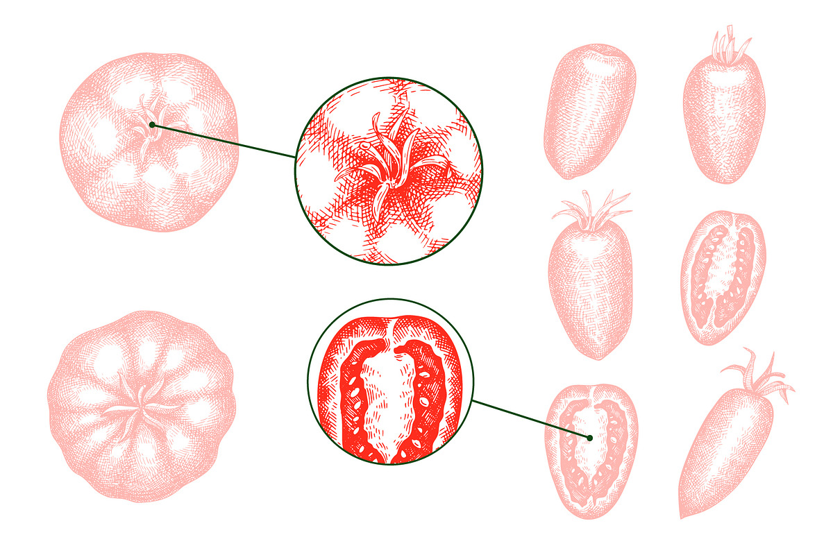 Tomato Farm Vector Collection, a Food Illustration by Lubov Illustrations Shop (Photo 5 of 13)