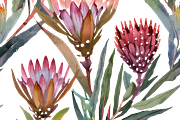 Watercolor Fynbos Flowers, a Decorative Illustration by Karliefie (Thumbnail 2 of 6)