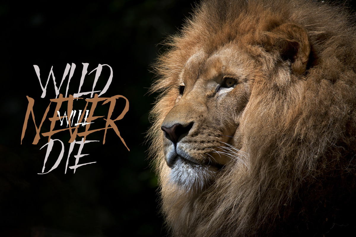 Mad Faith - Brush Font, a Font by Youthlabs Studio (Photo 8 of 14)
