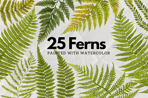 25 Watercolor Ferns, an Illustration by Helga Wigandt