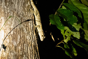 Tokay gecko climbing a tree at Tentena, Sulawesi, Indonesia, an Animal Photo by GoodGoods