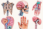Watercolor Human Anatomy Clipart, a Person Illustration by BusyDaydesign (Thumbnail 4 of 9)