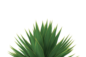 Agave