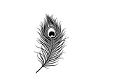 Peacock Feather Silhouette Bundle, an Illustration by jahid234 (Thumbnail 7 of 31)