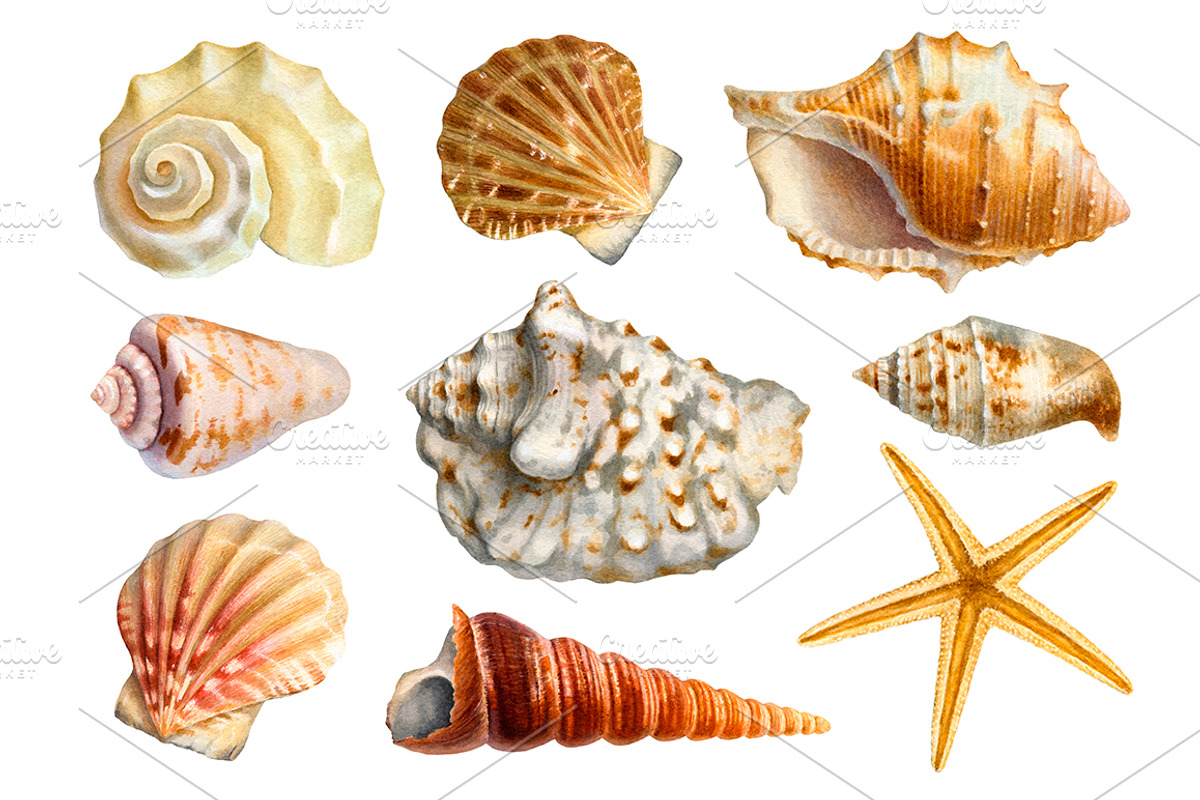 Sea shells, a Texture Illustration by Sundra (Photo 1 of 5)
